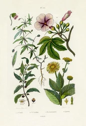 Tournesol sauvage, 1833-39
